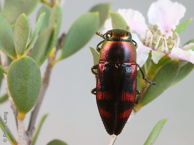 Melobasis pyritosa, PL2624, male, on Leptospermum coriaceum, EP, 10.4 × 3.8 mm